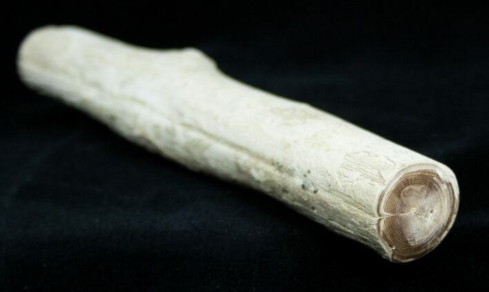 Petrified Wood Limb From Washington #1827